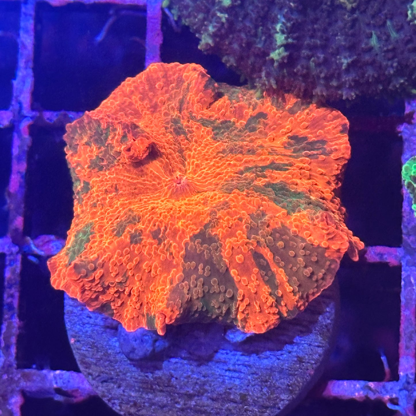 Candy Crush Jawbreaker Discosoma Mushroom