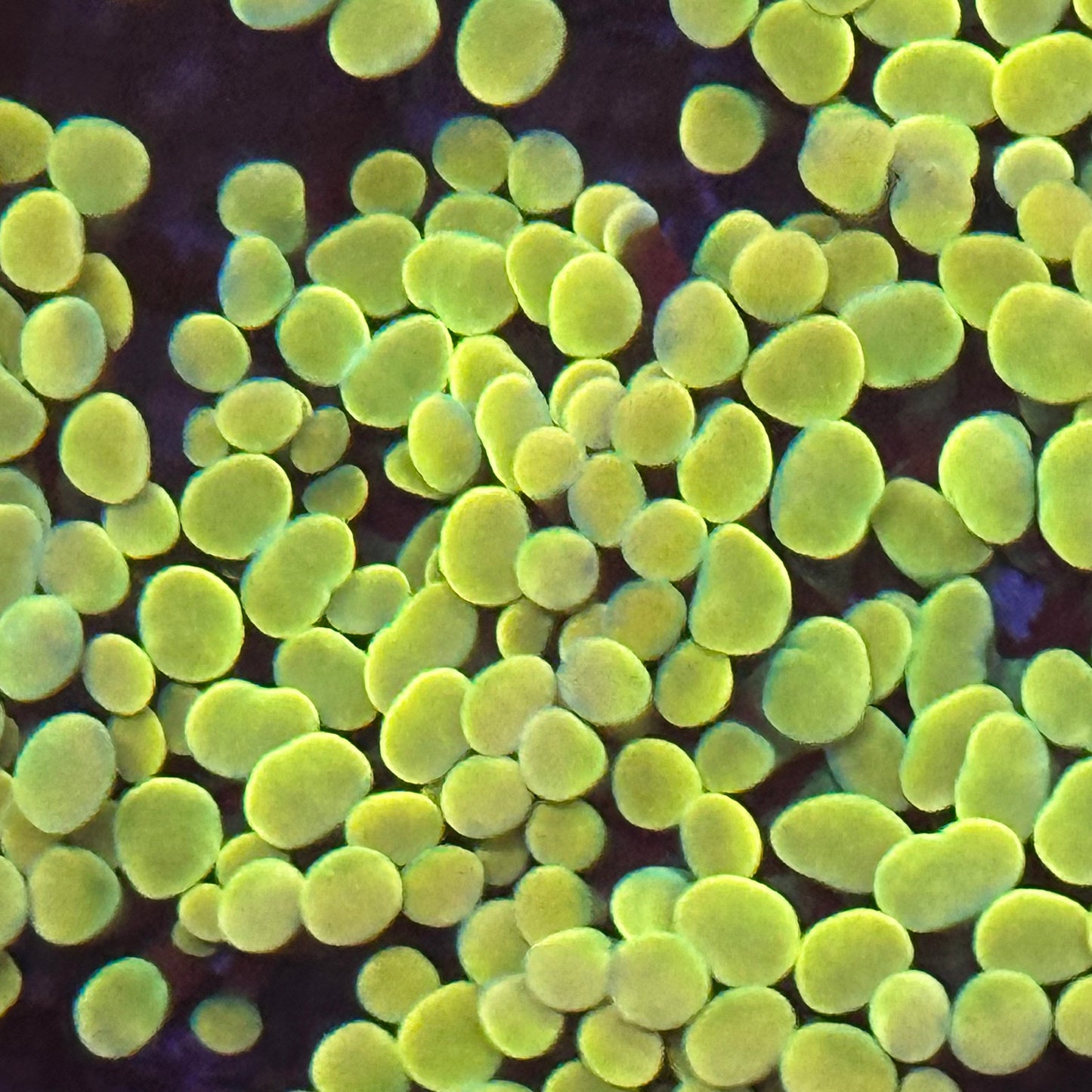 Hammer Coral - Yellow