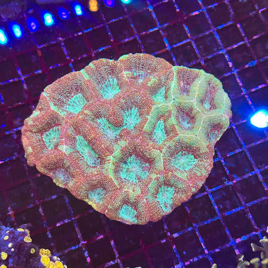 Bowerbanki Colony