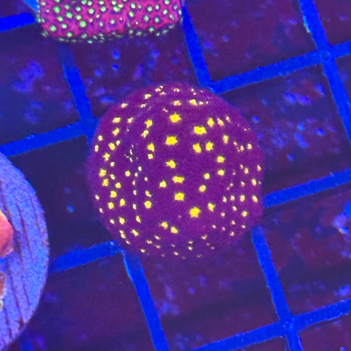 Tron Leptoseris Coral