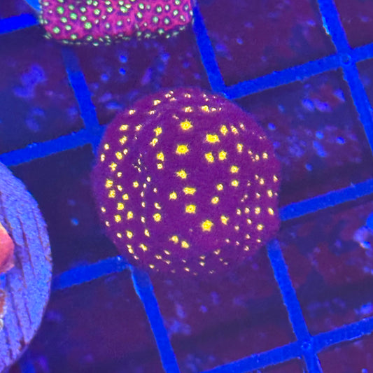 Tron Leptoseris Coral