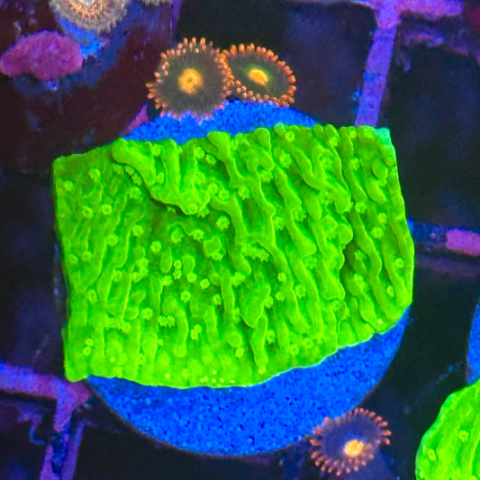 Neon Montipora