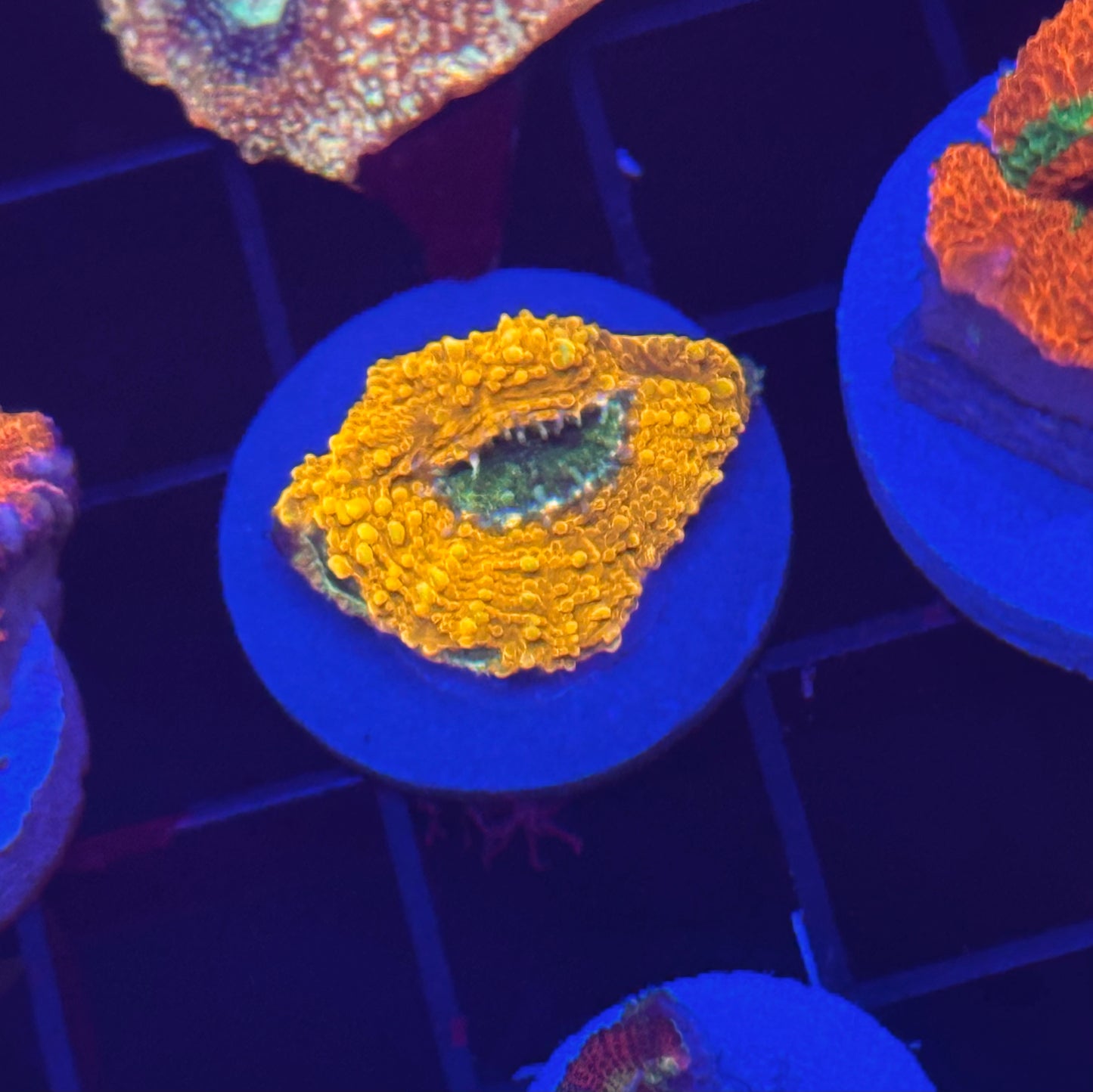 Islander Corals Spooky Echinata