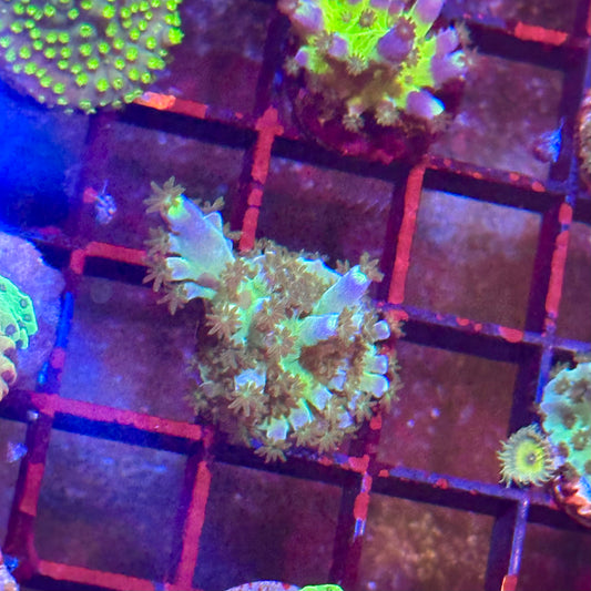 WWC Yellow Tip Acropora