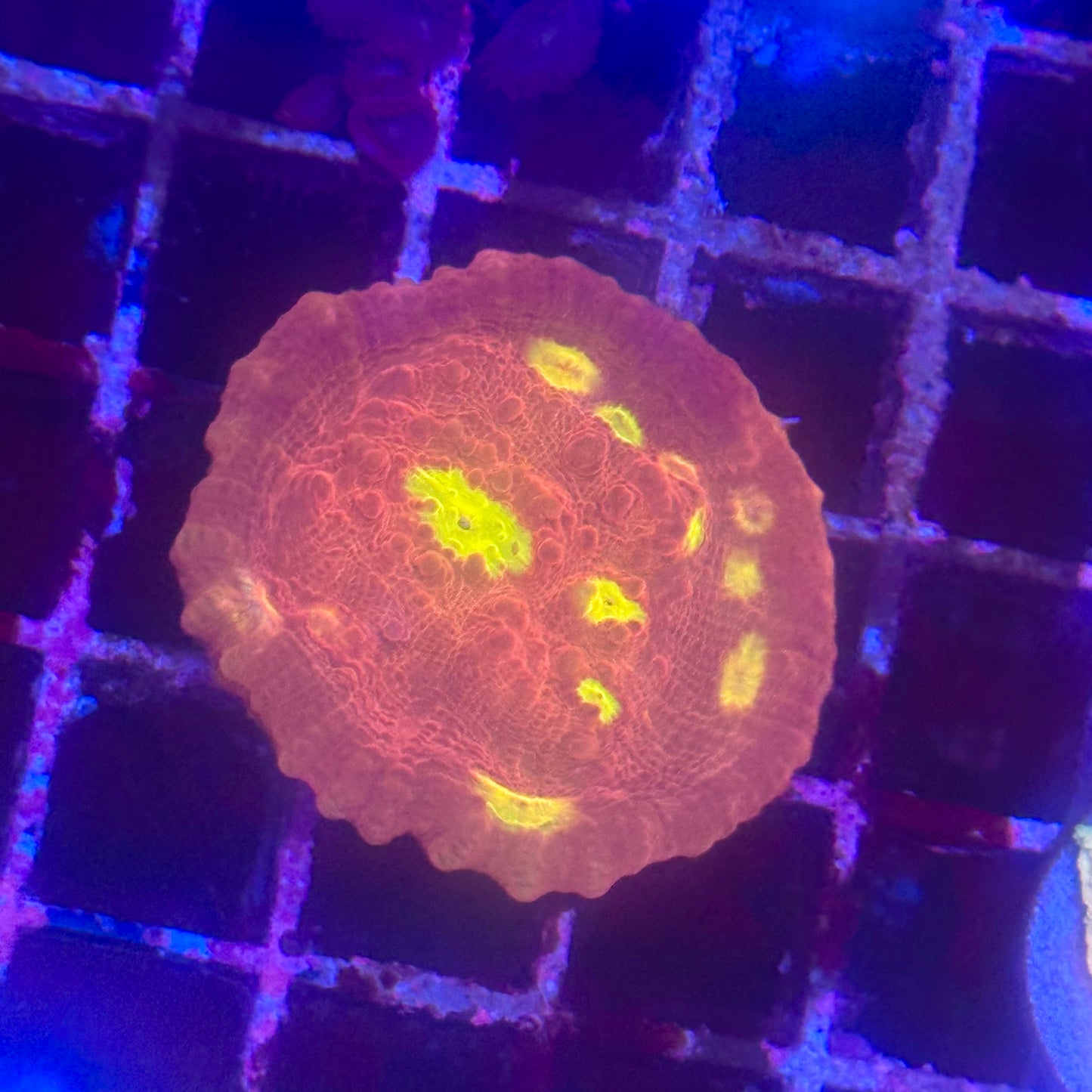 Golden Eye Chalice Coral
