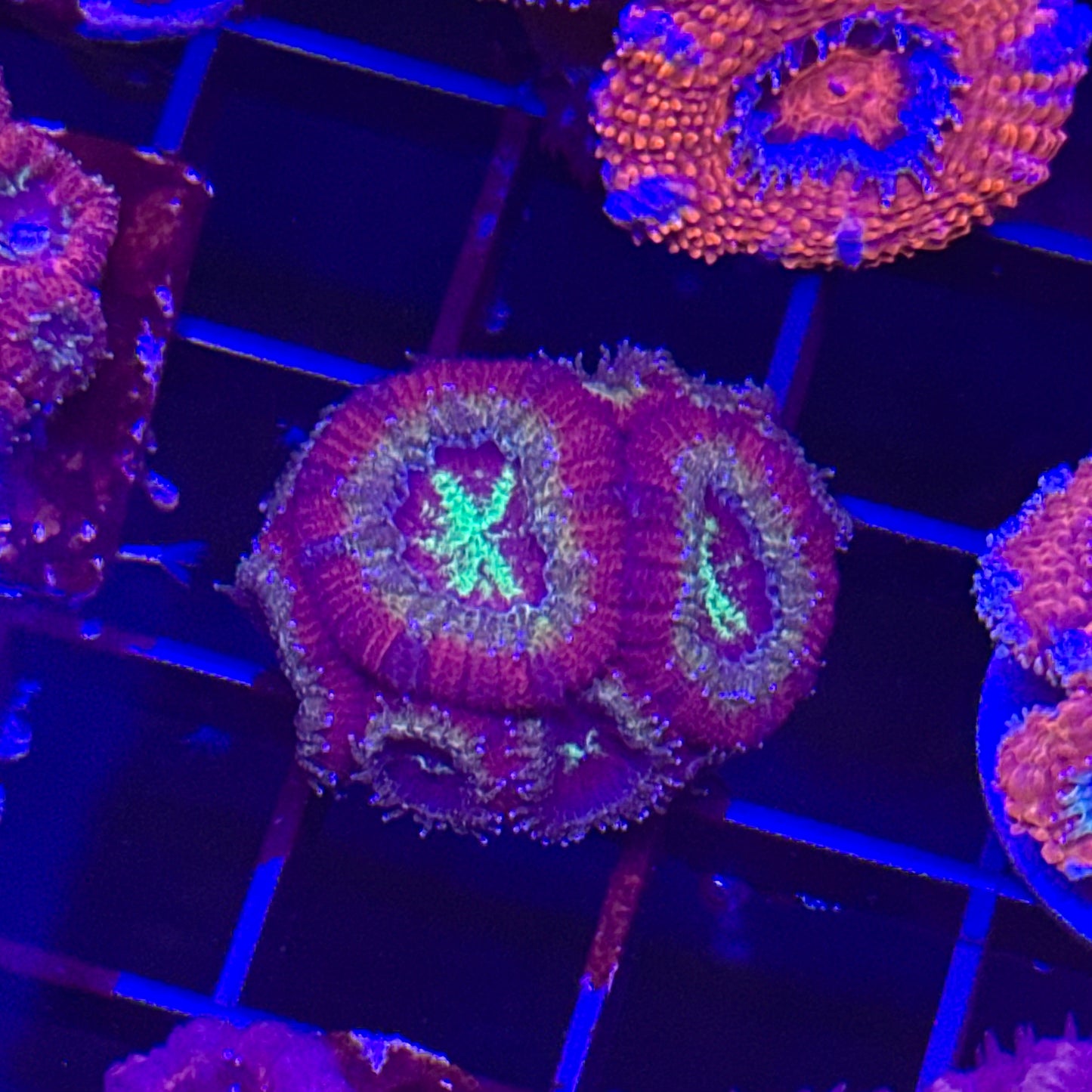 Ruby Red Micromussa Acan