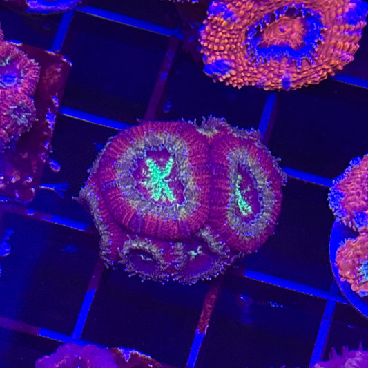 Ruby Red Micromussa Acan