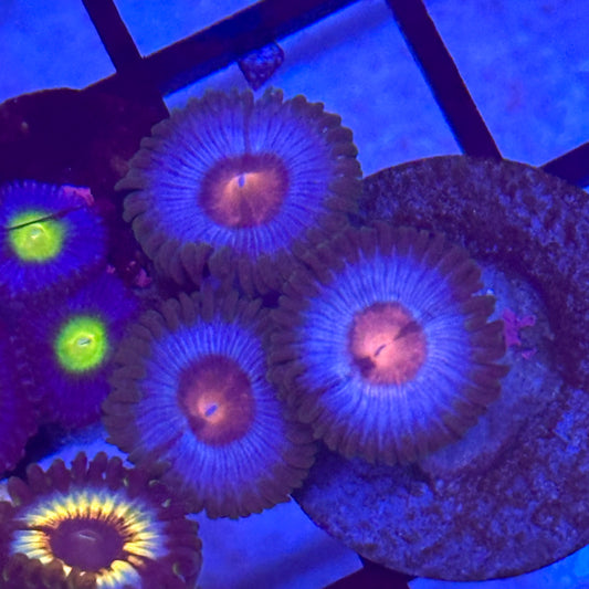 Miami Vice Zoa / Zoanthid