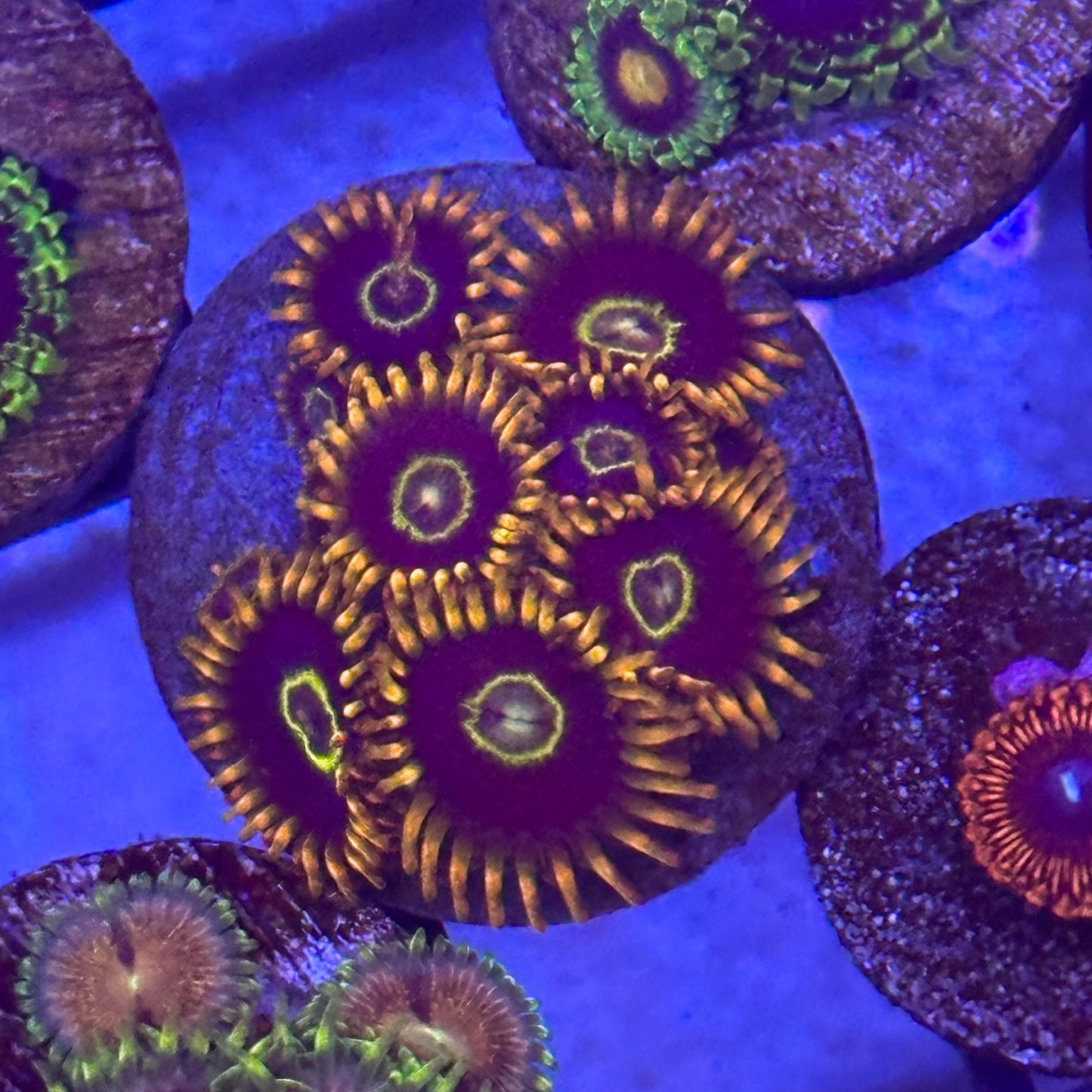 Rainbow Hornet Zoa / Zoanthid