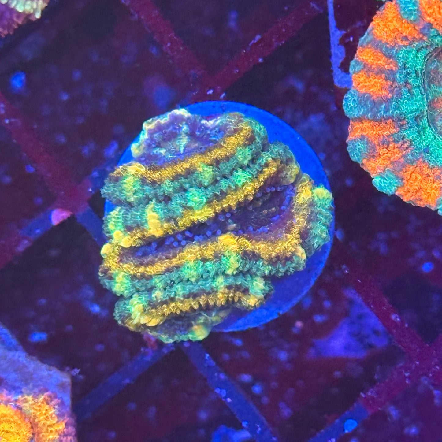 Islander Corals Stingray Acan