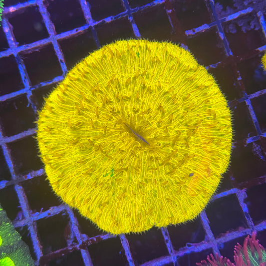 Yellow Fungia Plate Coral XL