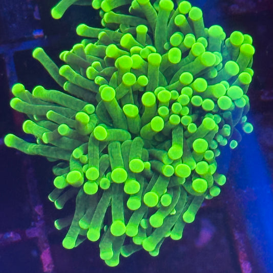 Torch - Aussie Nuclear Green