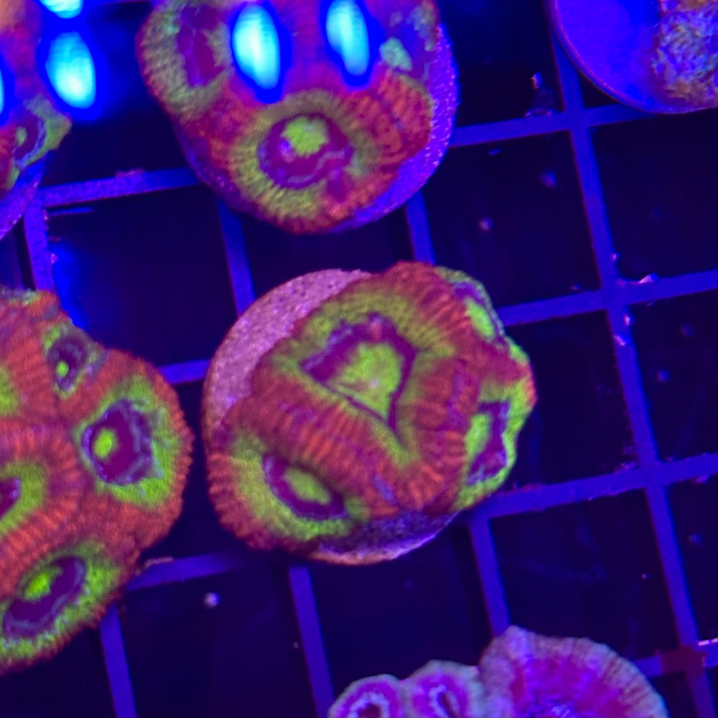 Holygrail Micromussa Acan