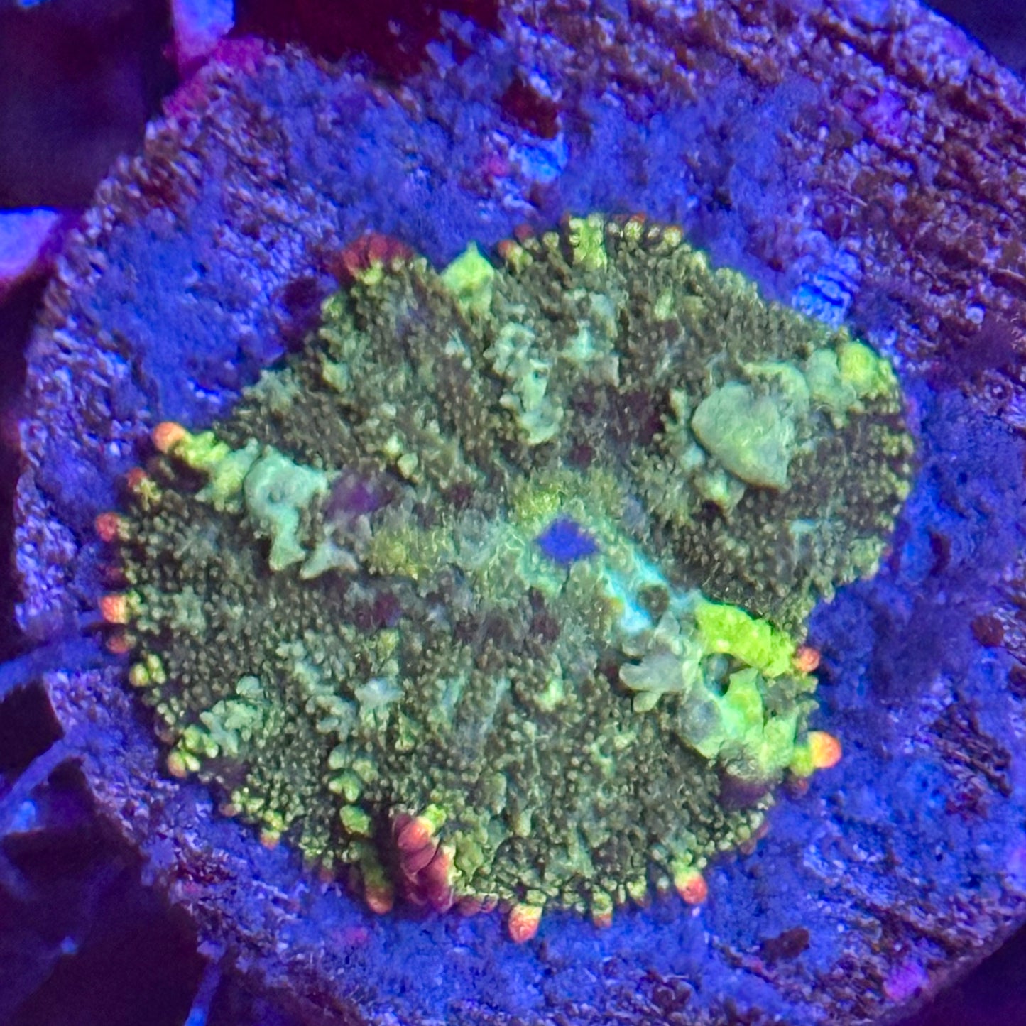 Mardi gras Bounce Mushroom