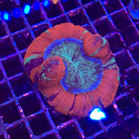 Rainbow Trachyphyllia