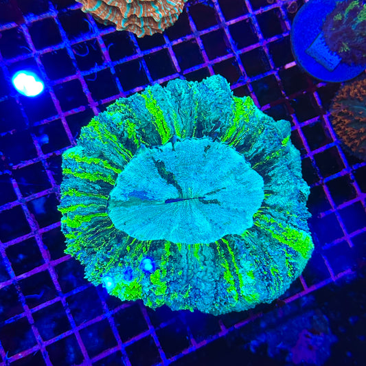 Acanthophyllia / Acantho / Meat Coral