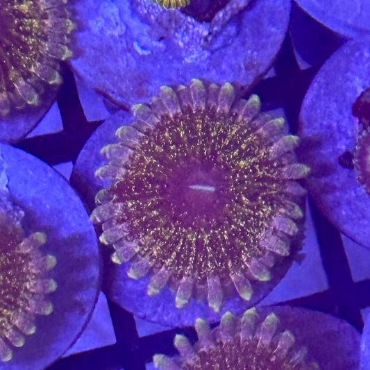 Solar Circus Zoa / Zoanthid