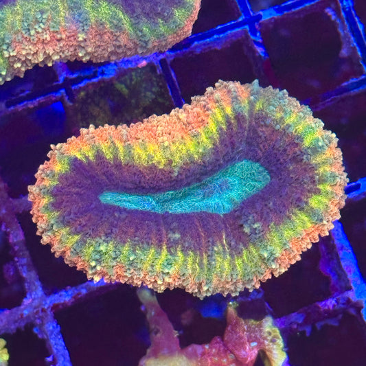 Rainbow Lobo