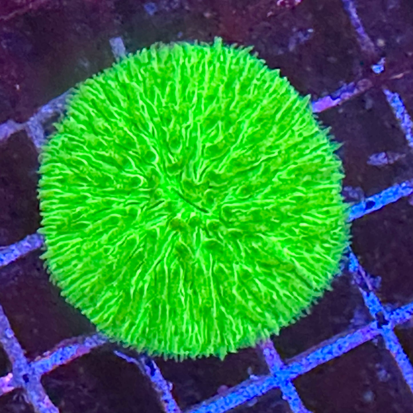 Fungia Plate Coral