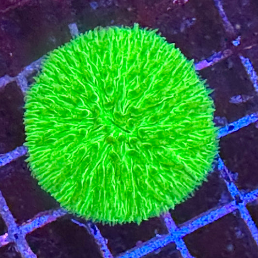 Fungia Plate Coral
