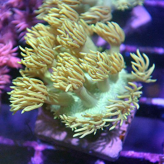 Goniopora / Goni - Yellow