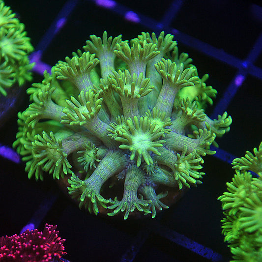 Islander Corals Flash Highlighter Goniopora