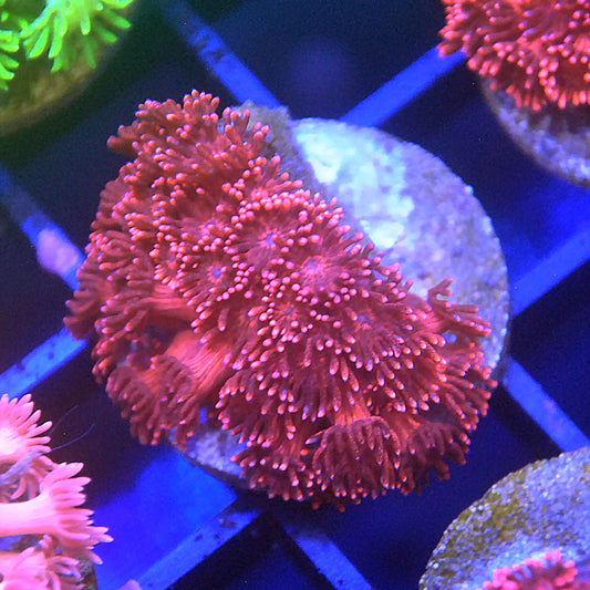 Islander Corals Red Glitter Goniopora