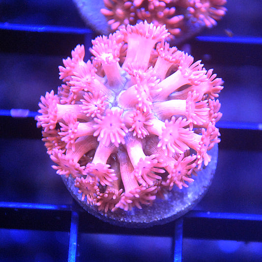 Islander Corals Pink Goniopora