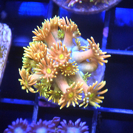 Islander Corals Golden Grail Goniopora