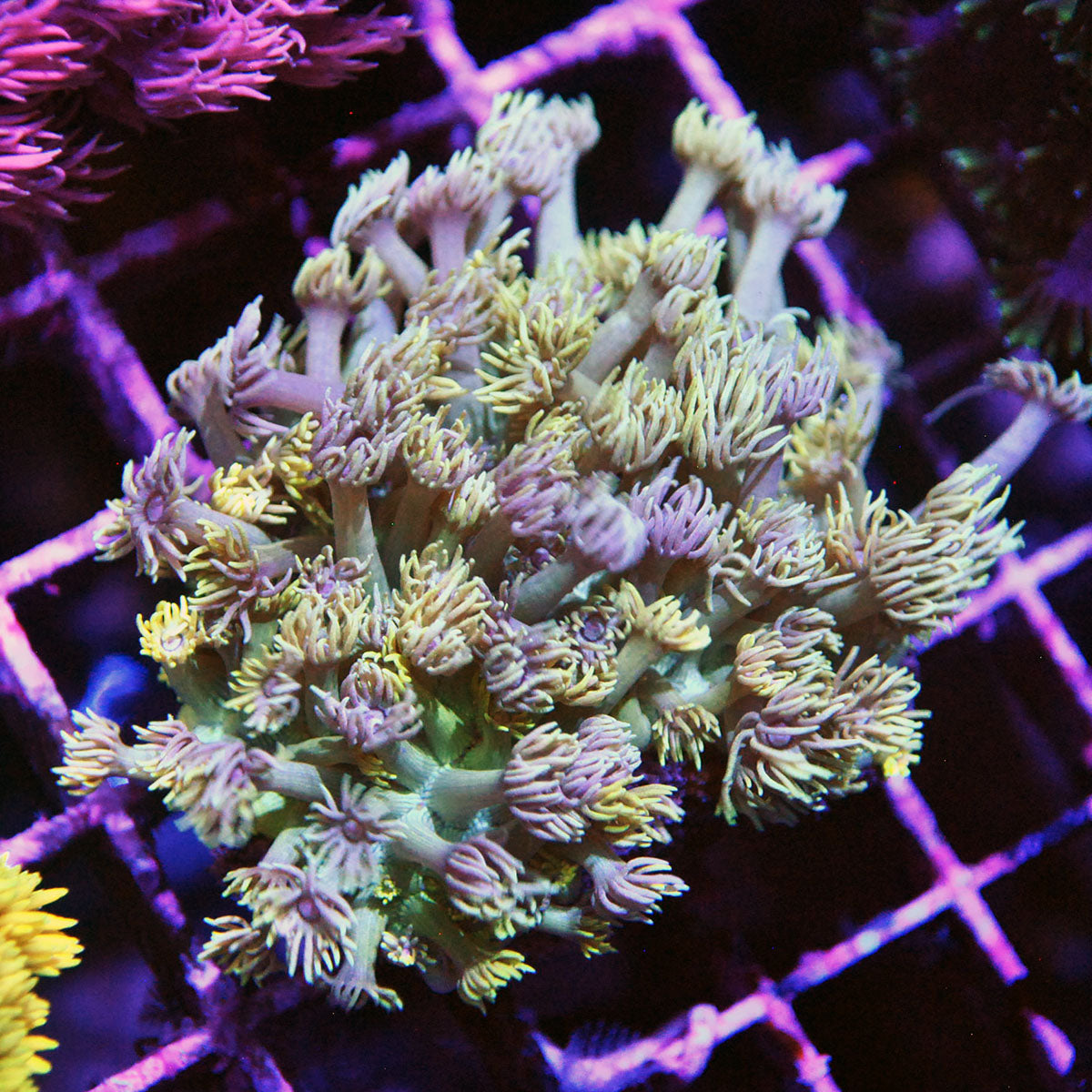 Goniopora / Goni - Grafting Yellow and Pink Colony