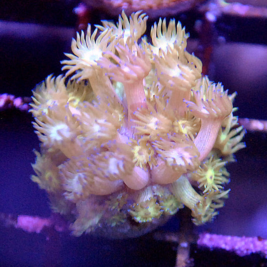 Goniopora / Goni - Purple tip