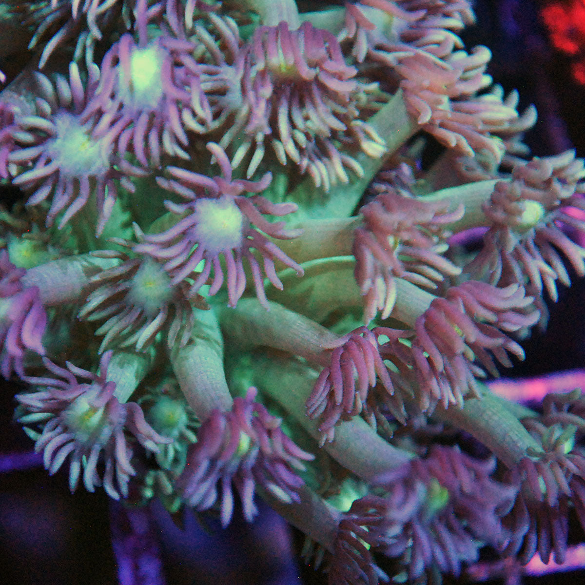 Goniopora / Goni - Islander Corals Baby's Breath