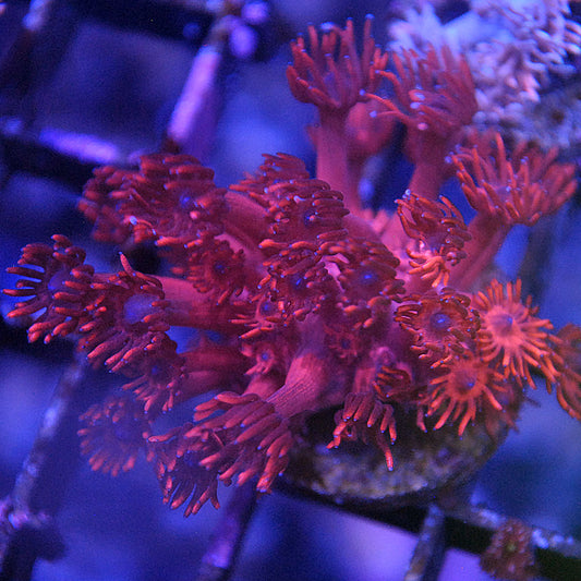Goniopora / Goni - Red