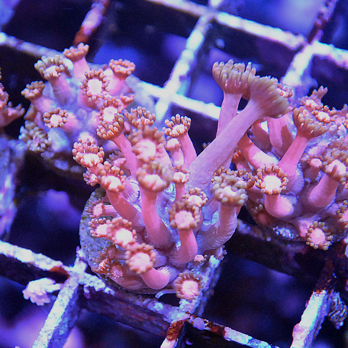 Goniopora / Goni - Islander Corals Cyborg