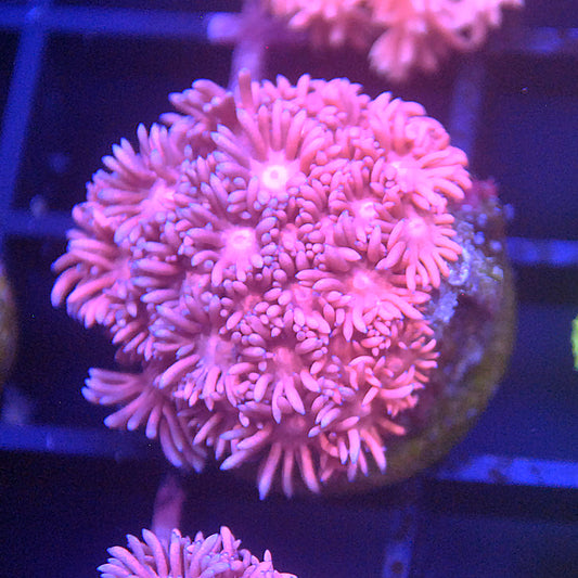 Goniopora / Goni Purple and Pink