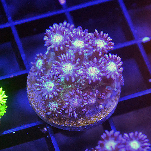 Islander Corals Glitter Bomb Goniopora