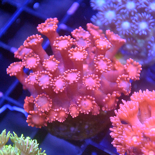 Goniopora / Goni Red