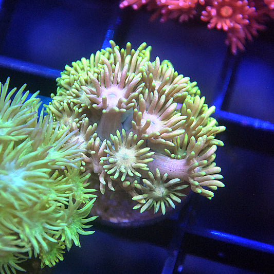 Islander Corals Cotton Candy Goniopora