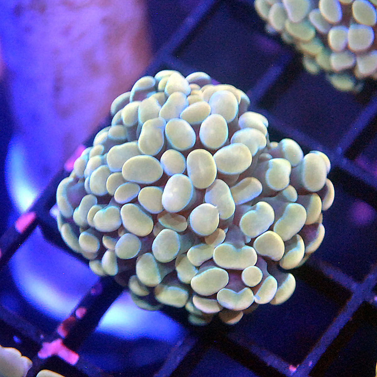 Hammer Coral - Gold Tip