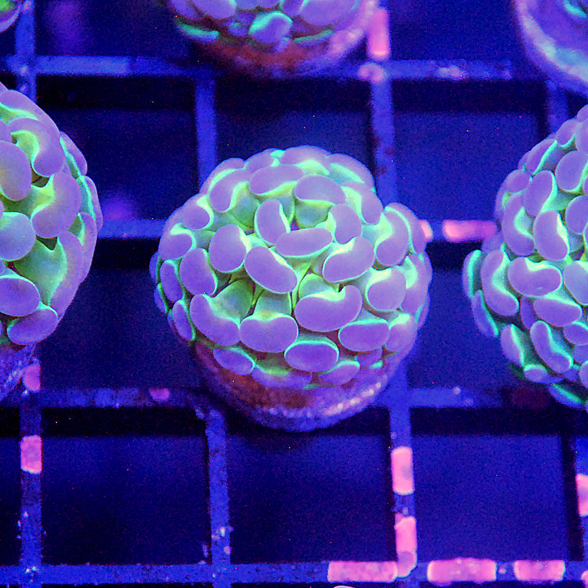 Hammer Coral - Hologram