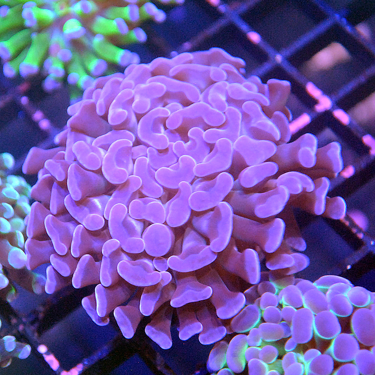 Hammer Coral - True Purple