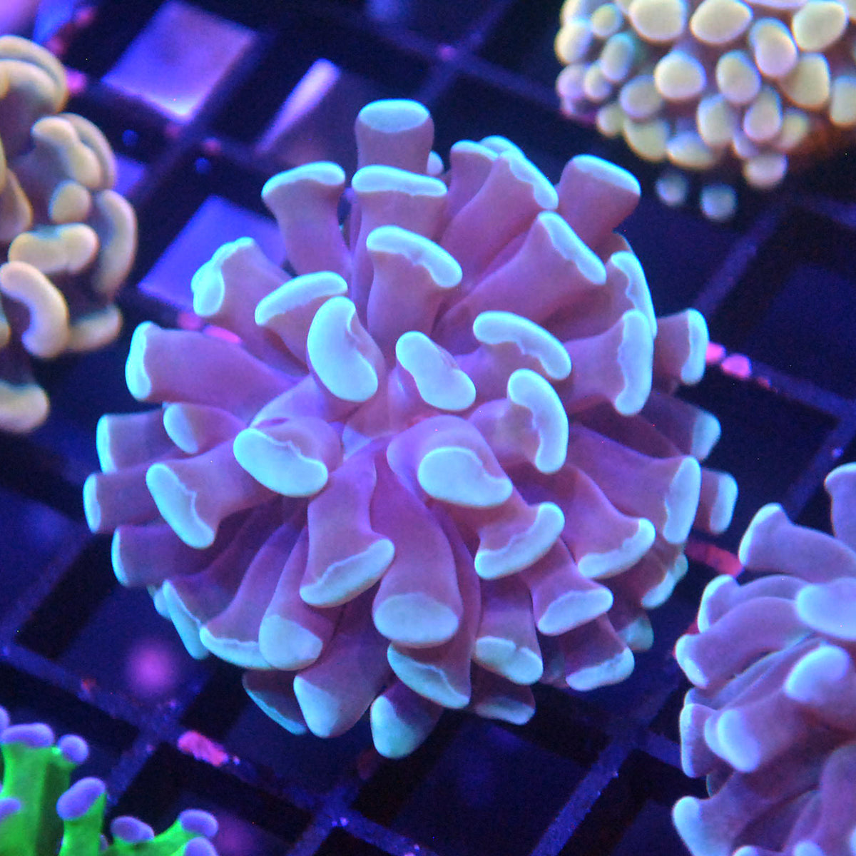 Hammer Coral - Teal