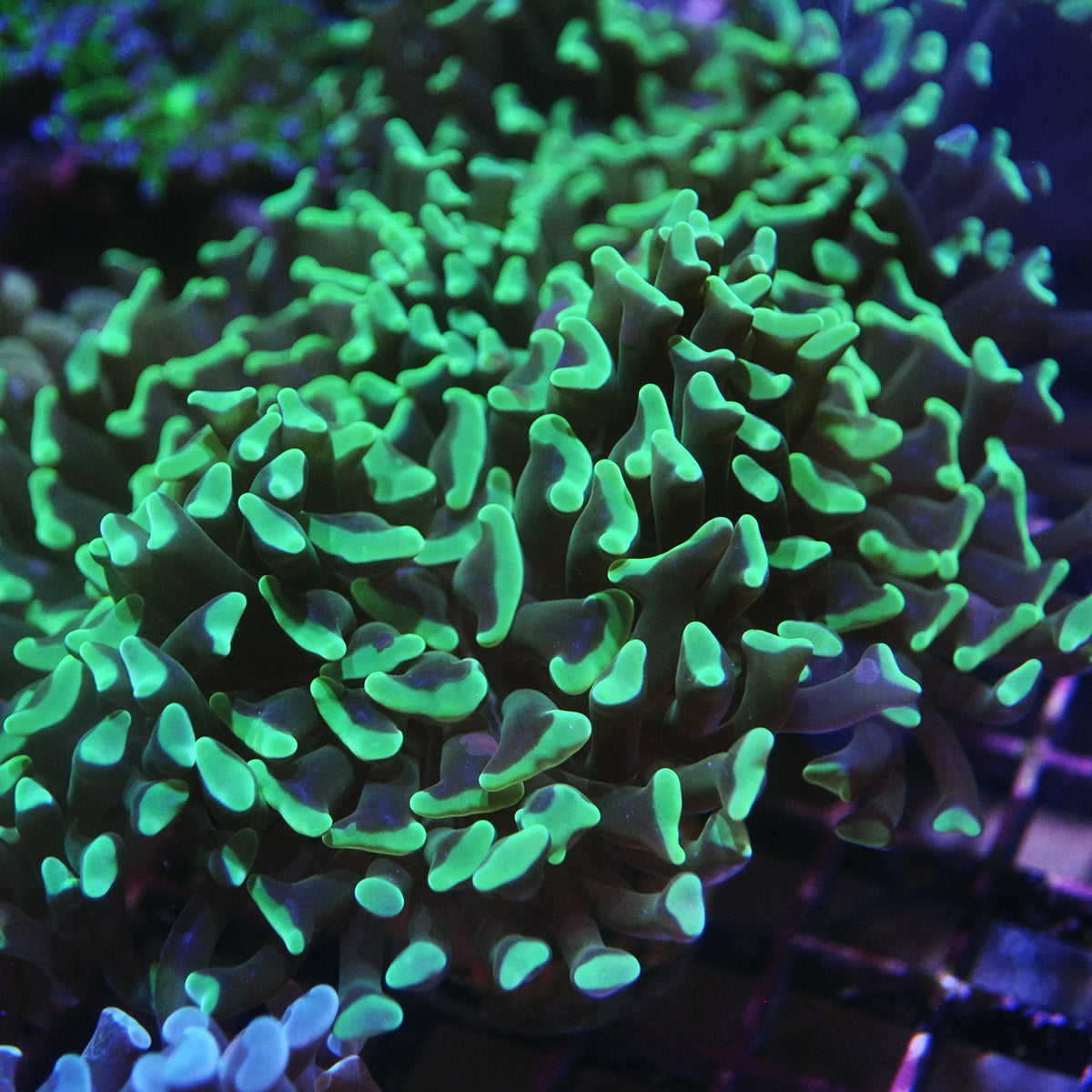 Hammer Coral - Green tip Aussie