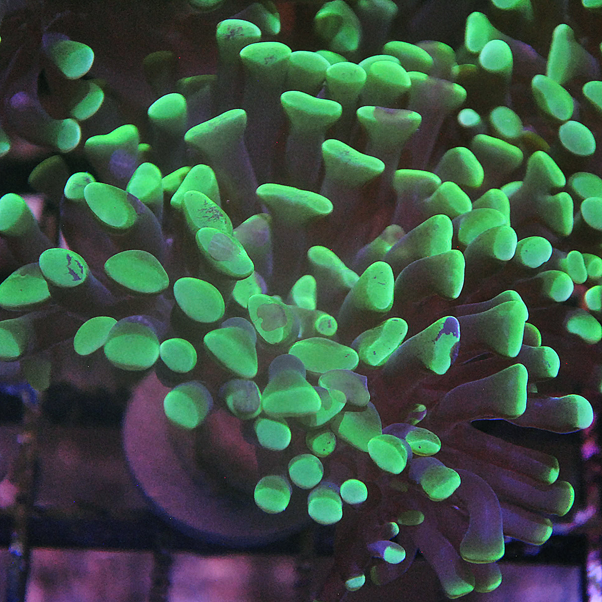 Hammer Coral - Green tip