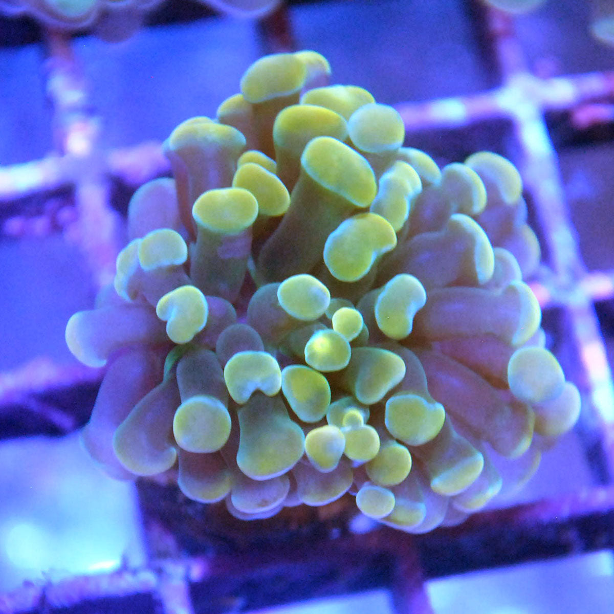 Hammer Coral - Yellow Tip