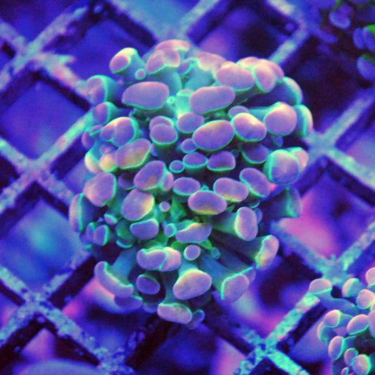 Hammer Coral - Ultra Hologram