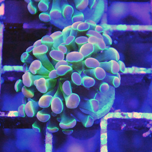 Hammer Coral - Ultra Hologram
