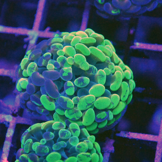 Hammer Coral - Splitter