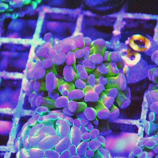 Hammer Coral - Jelly Bean