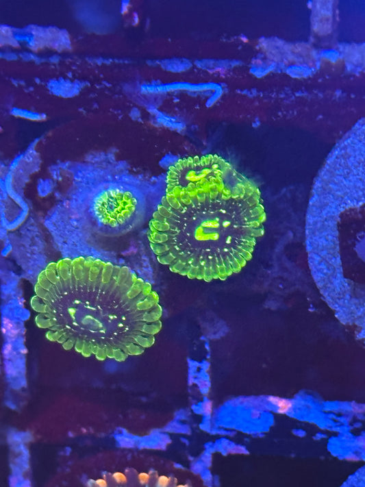 Exosphere Zoa / Zoanthid
